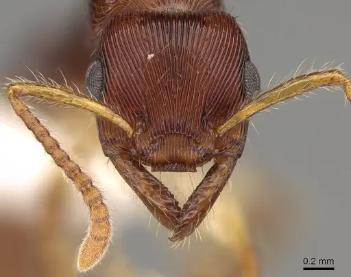 Gnamptogenys acuminata - CASENT0281511