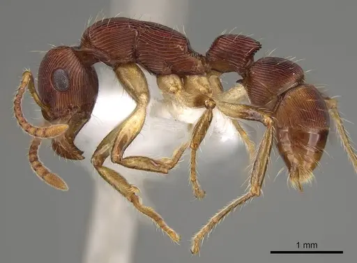 Gnamptogenys acuminata - CASENT0281511