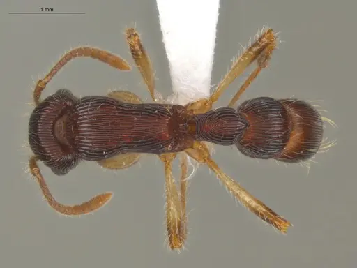 Gnamptogenys acuminata - ECOFOG-IT14-0404-17