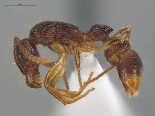 Gnamptogenys acuminata - ECOFOG-IT14-0404-17