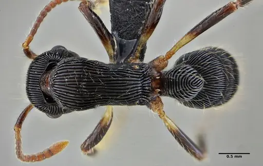 Gnamptogenys acuminata - UFV-LABECOL-005829