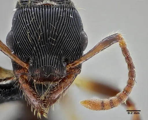 Gnamptogenys acuminata - UFV-LABECOL-005829