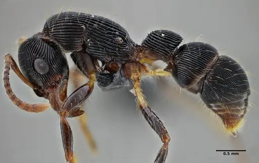 Gnamptogenys acuminata - UFV-LABECOL-005829