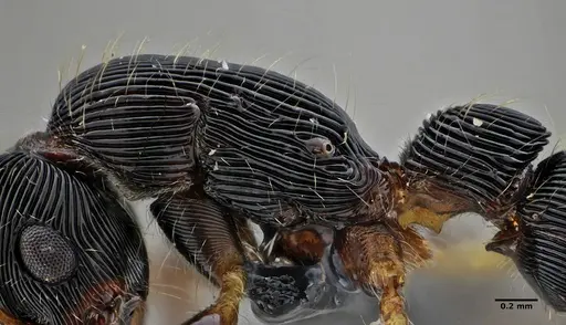 Gnamptogenys acuminata - UFV-LABECOL-005829