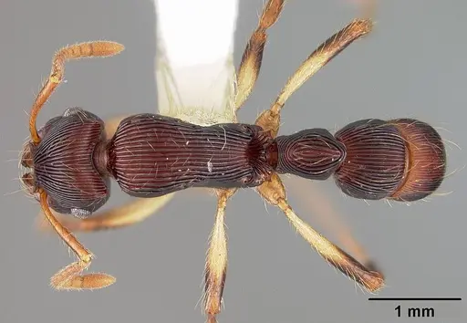 Gnamptogenys acuminata - USNMENT00441095