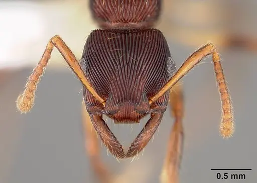 Gnamptogenys acuminata - USNMENT00441095