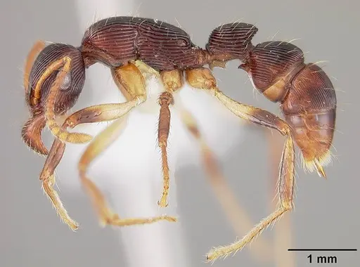 Gnamptogenys acuminata - USNMENT00441095