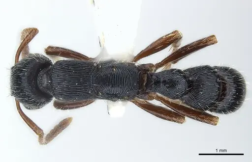 Gnamptogenys alfaroi specimen