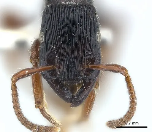 Gnamptogenys alfaroi specimen