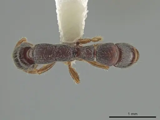 Gnamptogenys andersoni specimen
