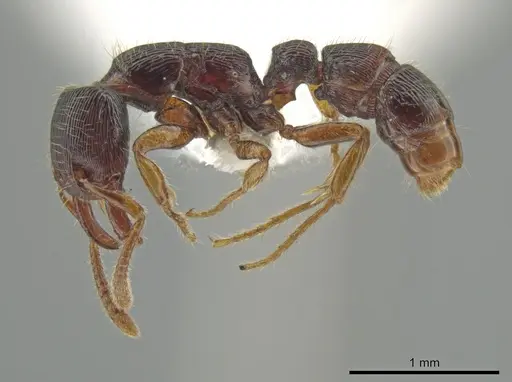 Gnamptogenys andersoni specimen