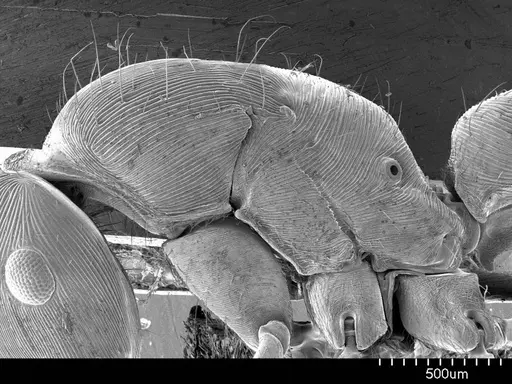 Gnamptogenys annulata specimen