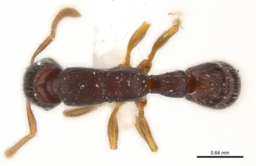 Gnamptogenys boliviensis specimen