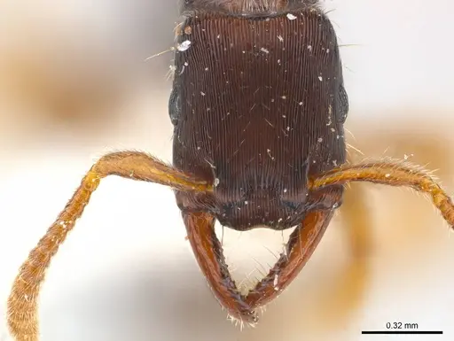 Gnamptogenys boliviensis specimen