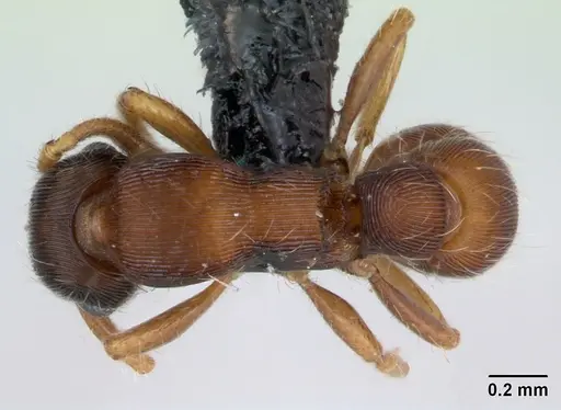 Gnamptogenys bruchi specimen