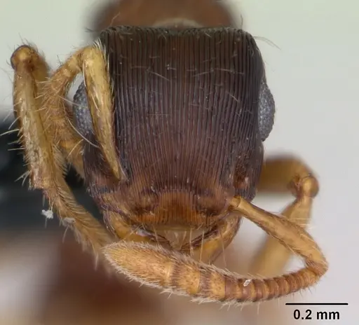 Gnamptogenys bruchi specimen