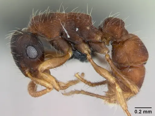 Gnamptogenys bruchi specimen