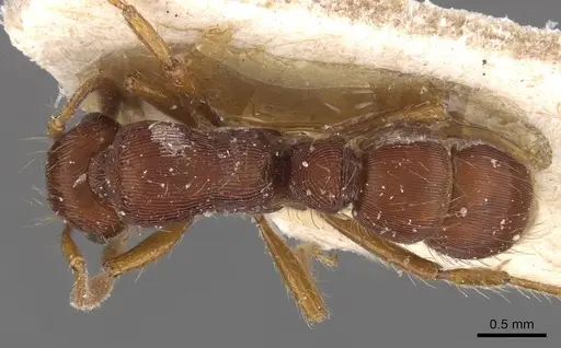 Gnamptogenys bruchi - CASENT0915112