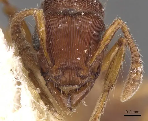 Gnamptogenys bruchi - CASENT0915112