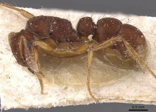 Gnamptogenys bruchi - CASENT0915112