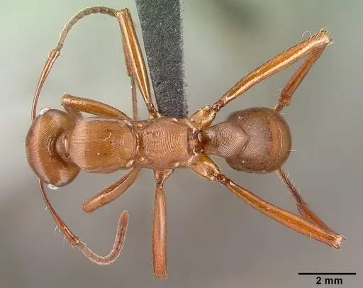 Gnamptogenys concinna specimen