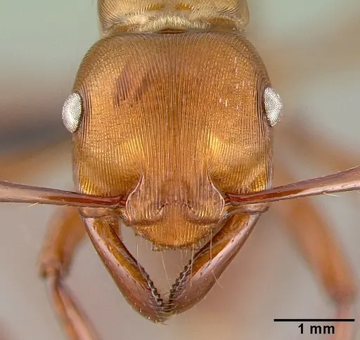 Gnamptogenys concinna specimen