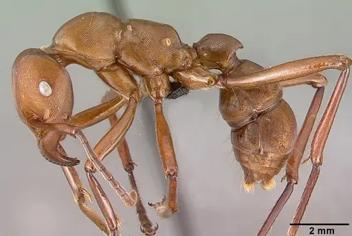 Gnamptogenys concinna specimen