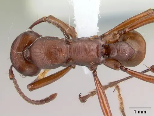 Gnamptogenys concinna - CASENT0179454