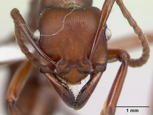 Gnamptogenys concinna - CASENT0179454