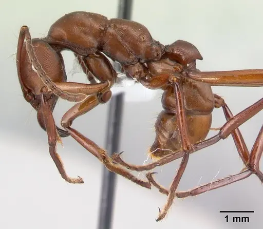 Gnamptogenys concinna - CASENT0179454