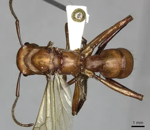 Gnamptogenys concinna - CASENT0249602