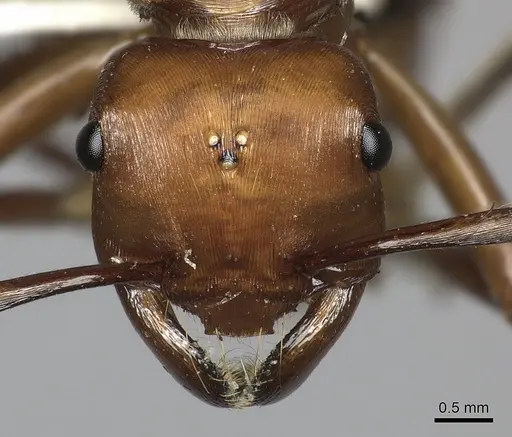 Gnamptogenys concinna - CASENT0249602