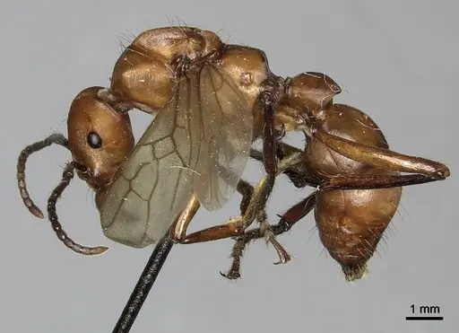 Gnamptogenys concinna - CASENT0249602