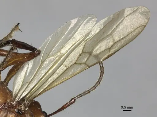 Gnamptogenys concinna - CASENT0249602