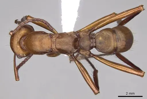 Gnamptogenys concinna - CASENT0281515