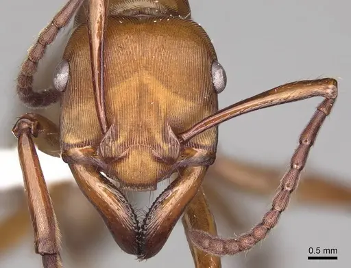 Gnamptogenys concinna - CASENT0281515