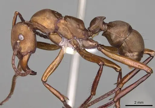 Gnamptogenys concinna - CASENT0281515