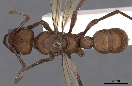 Gnamptogenys concinna - CASENT0900548