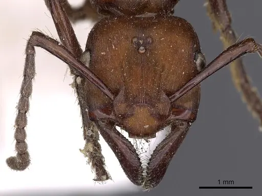 Gnamptogenys concinna - CASENT0900548