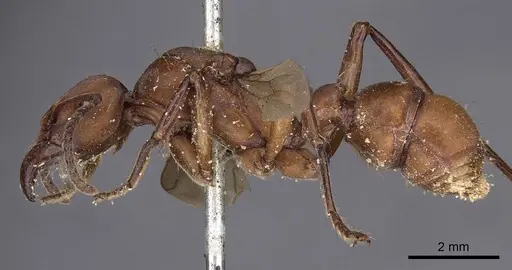 Gnamptogenys concinna - CASENT0900548