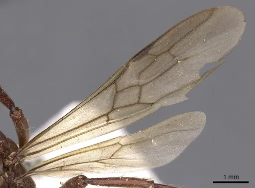 Gnamptogenys concinna - CASENT0900548