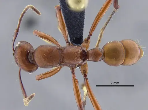 Gnamptogenys concinna - CBUMAGENT41748