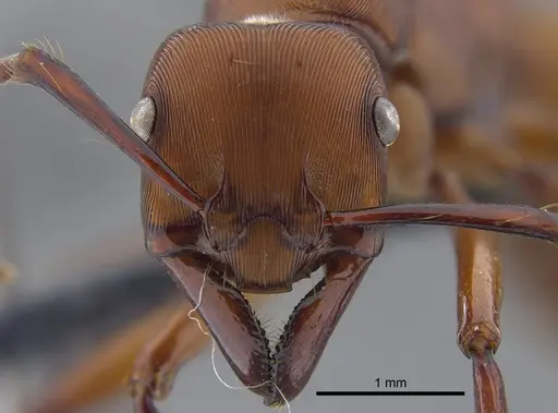 Gnamptogenys concinna - CBUMAGENT41748