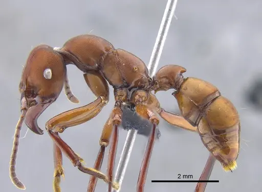 Gnamptogenys concinna - CBUMAGENT41748