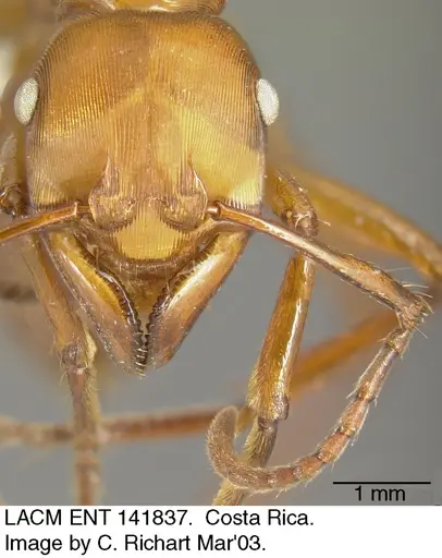 Gnamptogenys concinna - LACMENT141837