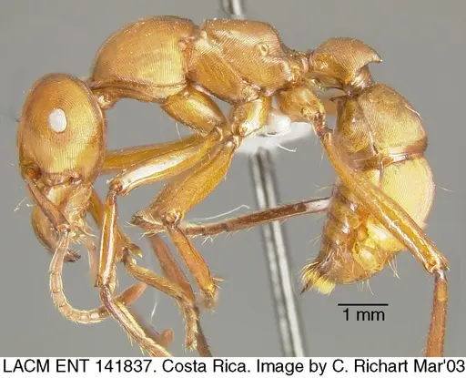 Gnamptogenys concinna - LACMENT141837