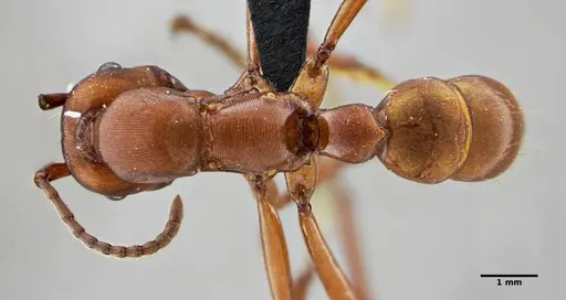 Gnamptogenys concinna - UFV-LABECOL-005670