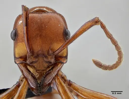 Gnamptogenys concinna - UFV-LABECOL-005670