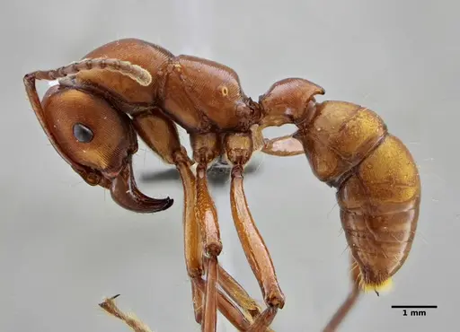 Gnamptogenys concinna - UFV-LABECOL-005670