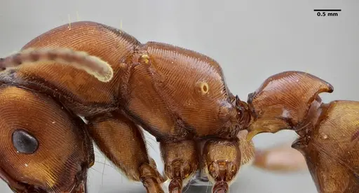 Gnamptogenys concinna - UFV-LABECOL-005670